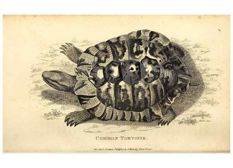 Reproducción/Reproduction 49827146437: General zoology, or Systematic natural history. London,Printed for G. Kearsley,1800-1826.. 