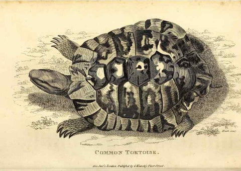 Reproducción/Reproduction 49827146437: General zoology, or Systematic natural history. London,Printed for G. Kearsley,1800-1826.. 