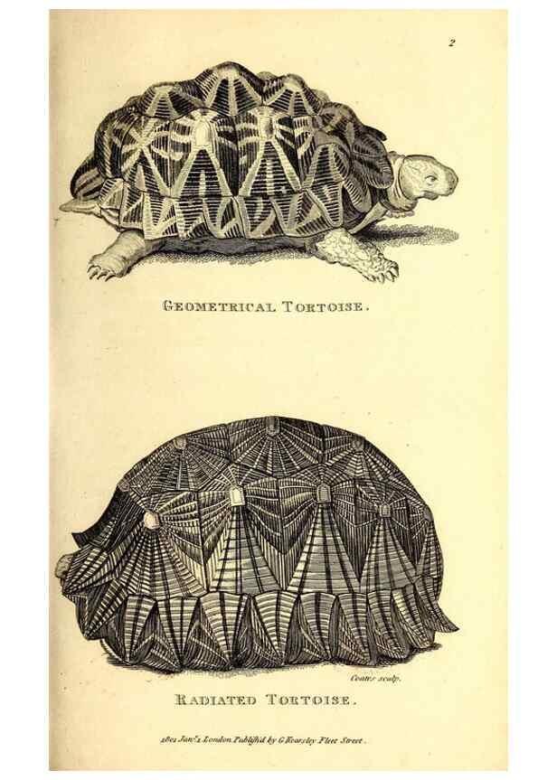 Reproducción/Reproduction 49826831826: General zoology, or Systematic natural history. London,Printed for G. Kearsley,1800-1826.. 