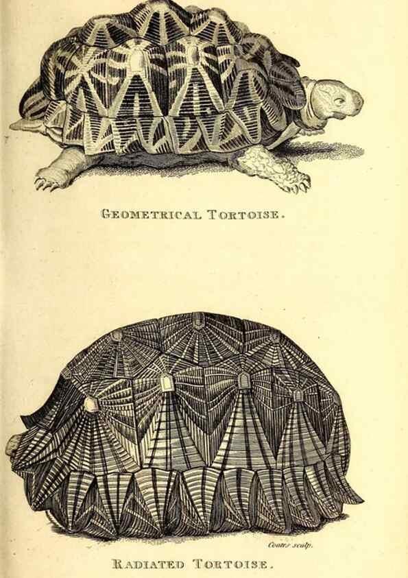 Reproducción/Reproduction 49826831826: General zoology, or Systematic natural history. London,Printed for G. Kearsley,1800-1826.. 