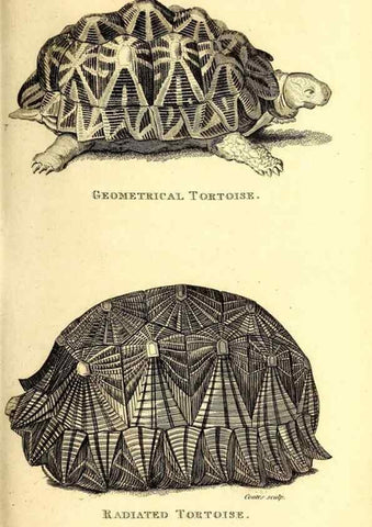 Reproducción/Reproduction 49826831826: General zoology, or Systematic natural history. London,Printed for G. Kearsley,1800-1826.. 