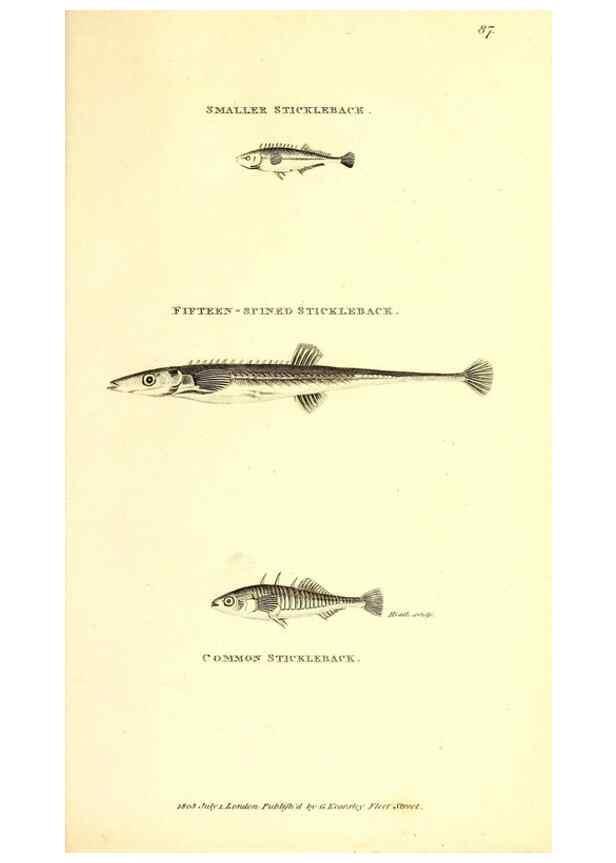 Reproducción/Reproduction 49826670211: General zoology, or Systematic natural history. London,Printed for G. Kearsley,1800-1826.. 
