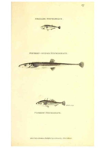 Reproducción/Reproduction 49826670211: General zoology, or Systematic natural history. London,Printed for G. Kearsley,1800-1826.. 