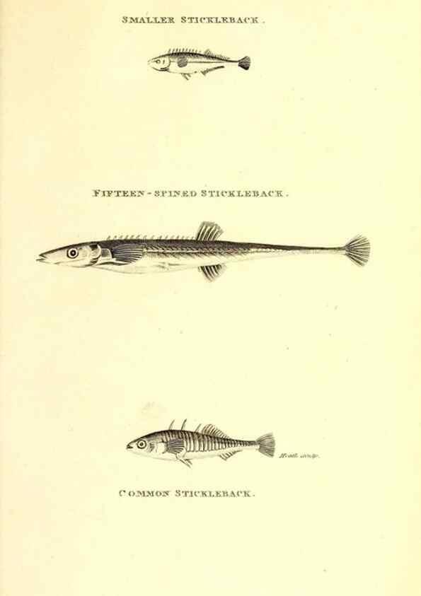 Reproducción/Reproduction 49826670211: General zoology, or Systematic natural history. London,Printed for G. Kearsley,1800-1826.. 