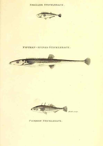 Reproducción/Reproduction 49826670211: General zoology, or Systematic natural history. London,Printed for G. Kearsley,1800-1826.. 