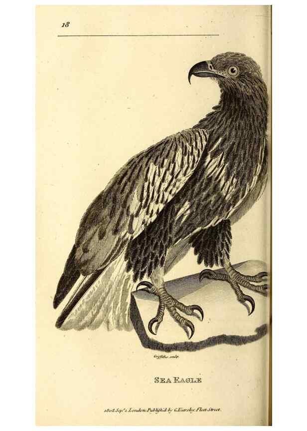 Reproducción/Reproduction 49830365537: General zoology, or Systematic natural history. London,Printed for G. Kearsley,1800-1826.. 