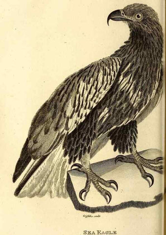 Reproducción/Reproduction 49830365537: General zoology, or Systematic natural history. London,Printed for G. Kearsley,1800-1826.. 