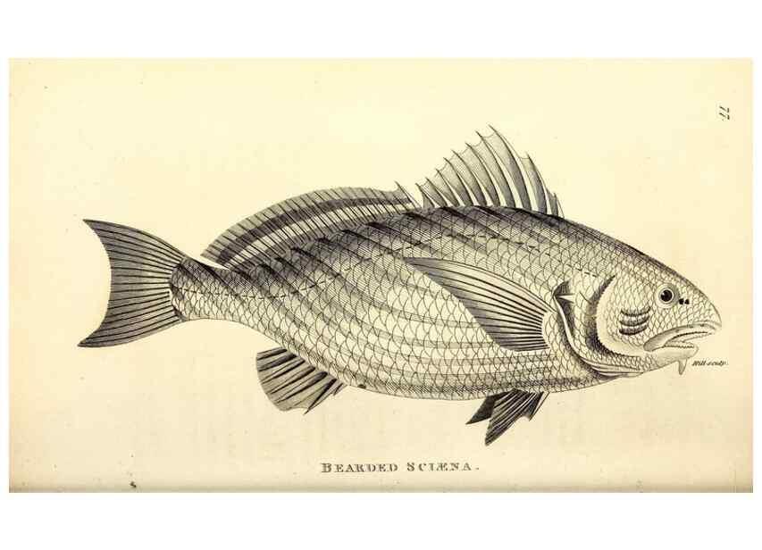 Reproducción/Reproduction 49826667356: General zoology, or Systematic natural history. London,Printed for G. Kearsley,1800-1826.. 