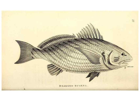Reproducción/Reproduction 49826667356: General zoology, or Systematic natural history. London,Printed for G. Kearsley,1800-1826.. 