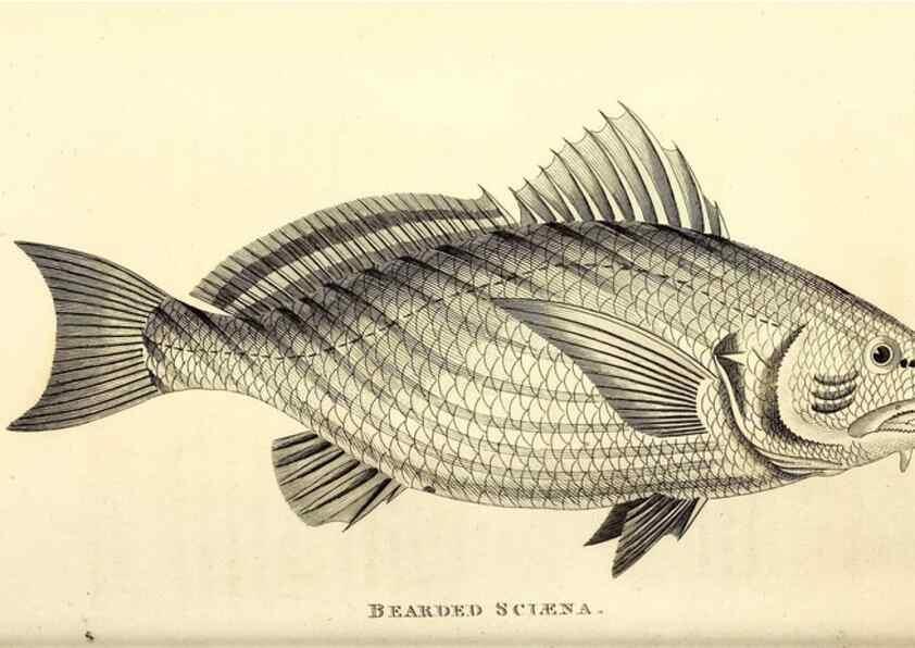 Reproducción/Reproduction 49826667356: General zoology, or Systematic natural history. London,Printed for G. Kearsley,1800-1826.. 