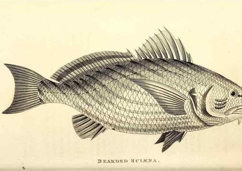 Reproducción/Reproduction 49826667356: General zoology, or Systematic natural history. London,Printed for G. Kearsley,1800-1826.. 
