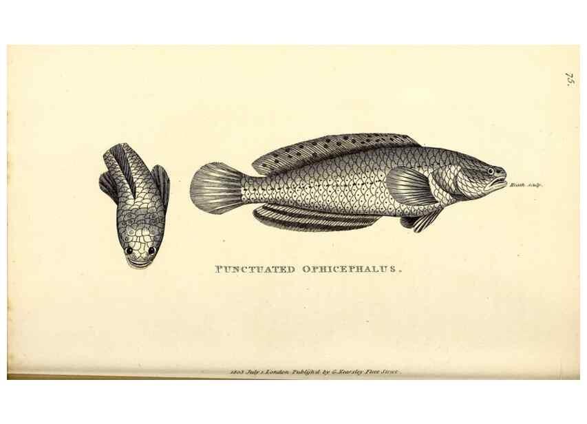 Reproducción/Reproduction 49826666666: General zoology, or Systematic natural history. London,Printed for G. Kearsley,1800-1826.. 