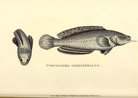 Reproducción/Reproduction 49826666666: General zoology, or Systematic natural history. London,Printed for G. Kearsley,1800-1826.. 