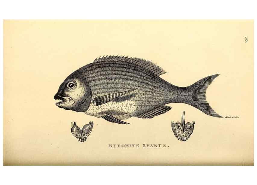 Reproducción/Reproduction 49826129458: General zoology, or Systematic natural history. London,Printed for G. Kearsley,1800-1826.. 