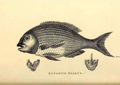 Reproducción/Reproduction 49826129458: General zoology, or Systematic natural history. London,Printed for G. Kearsley,1800-1826.. 