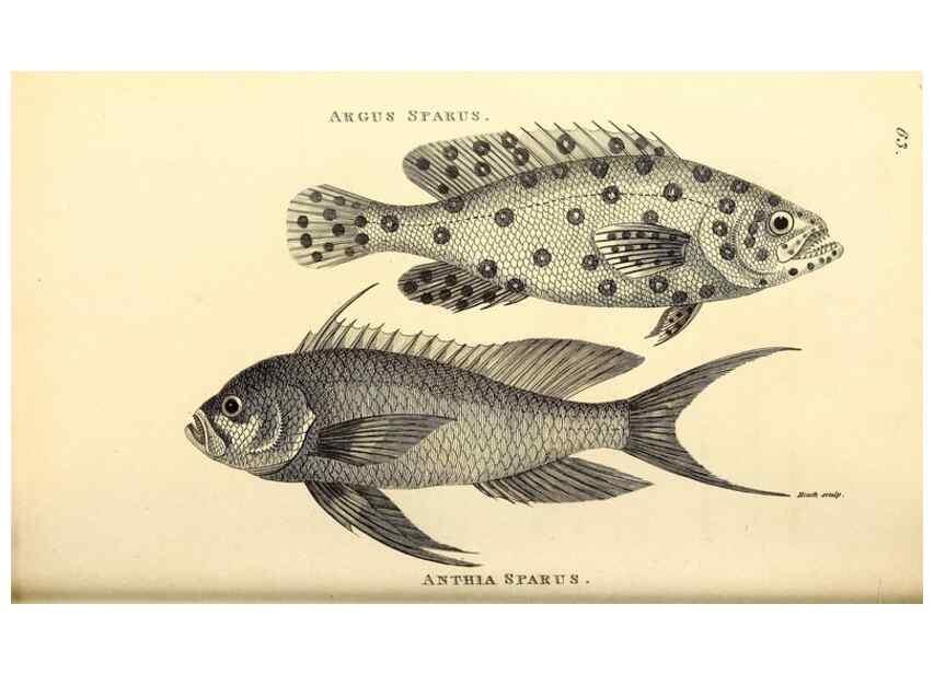 Reproducción/Reproduction 49826129733: General zoology, or Systematic natural history. London,Printed for G. Kearsley,1800-1826.. 