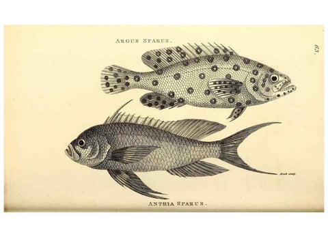 Reproducción/Reproduction 49826129733: General zoology, or Systematic natural history. London,Printed for G. Kearsley,1800-1826.. 