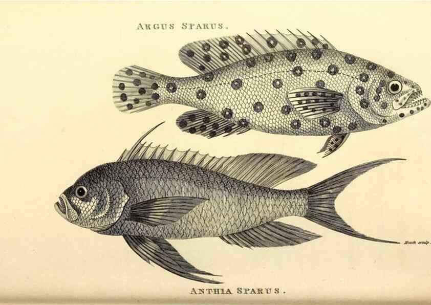 Reproducción/Reproduction 49826129733: General zoology, or Systematic natural history. London,Printed for G. Kearsley,1800-1826.. 