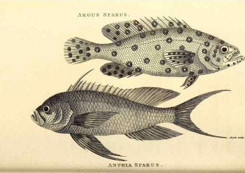 Reproducción/Reproduction 49826129733: General zoology, or Systematic natural history. London,Printed for G. Kearsley,1800-1826.. 
