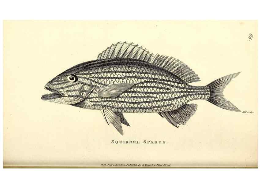Reproducción/Reproduction 49826977207: General zoology, or Systematic natural history. London,Printed for G. Kearsley,1800-1826.. 