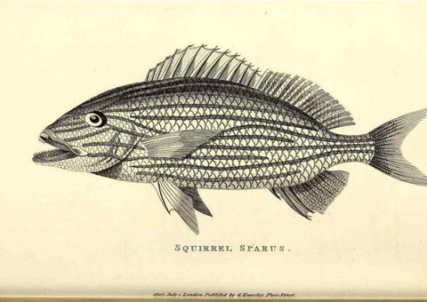 Reproducción/Reproduction 49826977207: General zoology, or Systematic natural history. London,Printed for G. Kearsley,1800-1826.. 