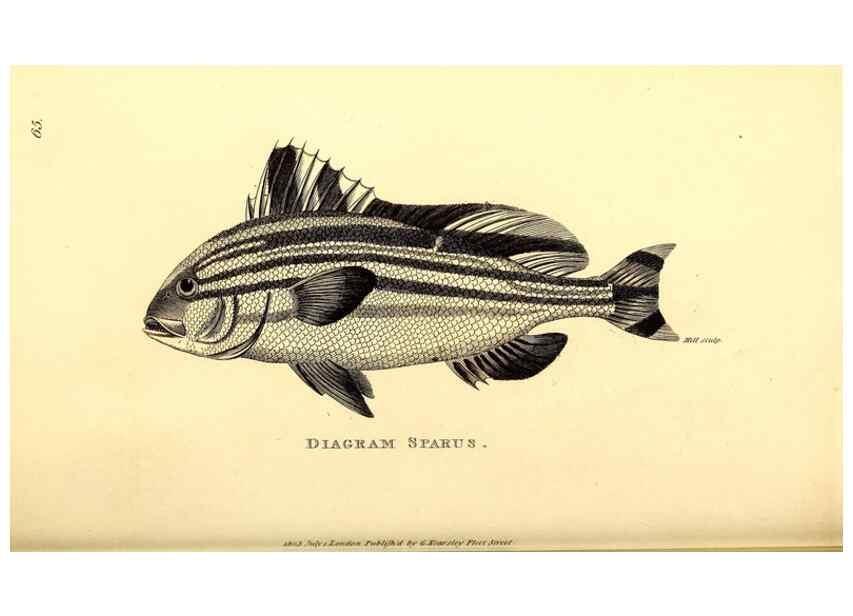 Reproducción/Reproduction 49826662776: General zoology, or Systematic natural history. London,Printed for G. Kearsley,1800-1826.. 