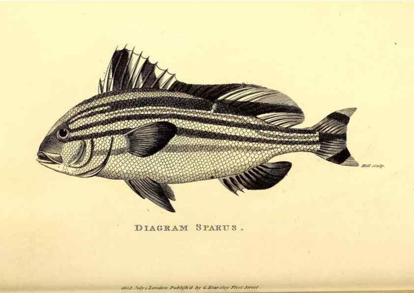 Reproducción/Reproduction 49826662776: General zoology, or Systematic natural history. London,Printed for G. Kearsley,1800-1826.. 