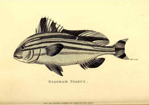 Reproducción/Reproduction 49826662776: General zoology, or Systematic natural history. London,Printed for G. Kearsley,1800-1826.. 