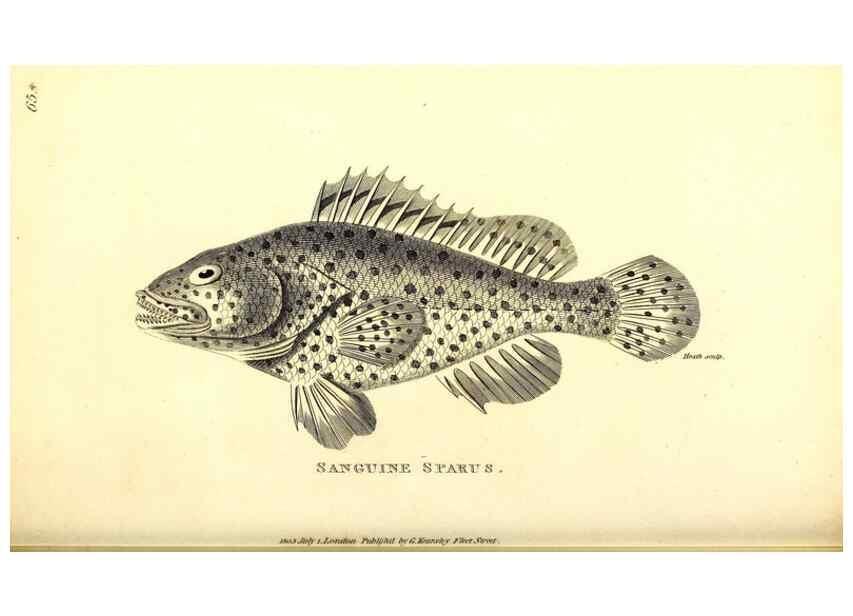 Reproducción/Reproduction 49826130548: General zoology, or Systematic natural history. London,Printed for G. Kearsley,1800-1826.. 