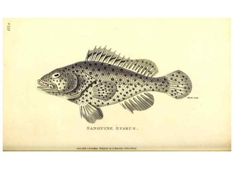 Reproducción/Reproduction 49826130548: General zoology, or Systematic natural history. London,Printed for G. Kearsley,1800-1826.. 