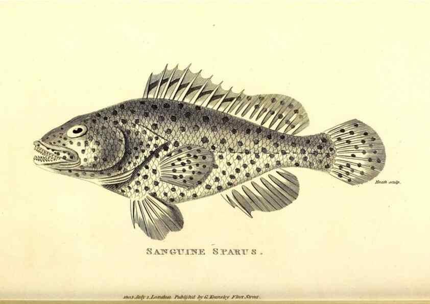 Reproducción/Reproduction 49826130548: General zoology, or Systematic natural history. London,Printed for G. Kearsley,1800-1826.. 