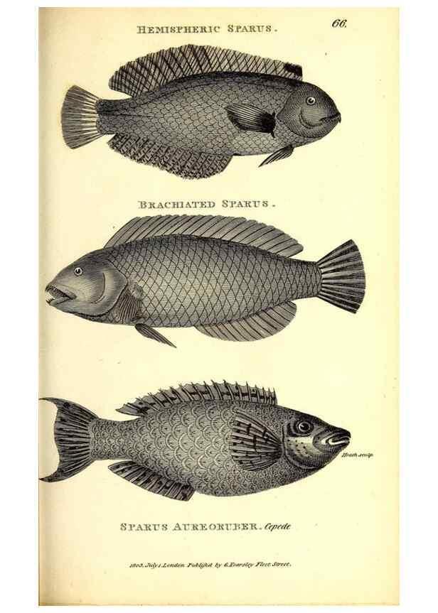 Reproducción/Reproduction 49826978182: General zoology, or Systematic natural history. London,Printed for G. Kearsley,1800-1826.. 