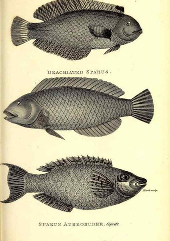Reproducción/Reproduction 49826978182: General zoology, or Systematic natural history. London,Printed for G. Kearsley,1800-1826.. 