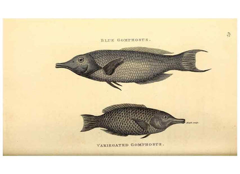 Reproducción/Reproduction 49826131028: General zoology, or Systematic natural history. London,Printed for G. Kearsley,1800-1826.. 