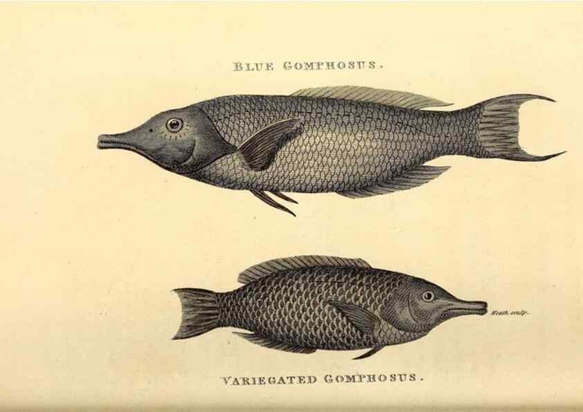 Reproducción/Reproduction 49826131028: General zoology, or Systematic natural history. London,Printed for G. Kearsley,1800-1826.. 