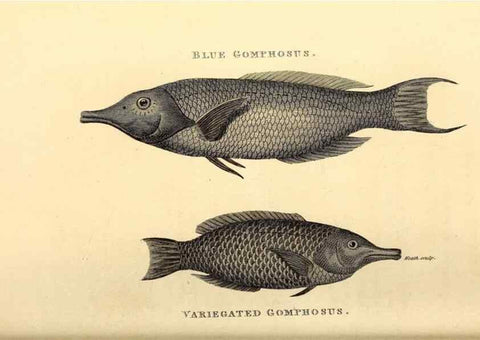 Reproducción/Reproduction 49826131028: General zoology, or Systematic natural history. London,Printed for G. Kearsley,1800-1826.. 