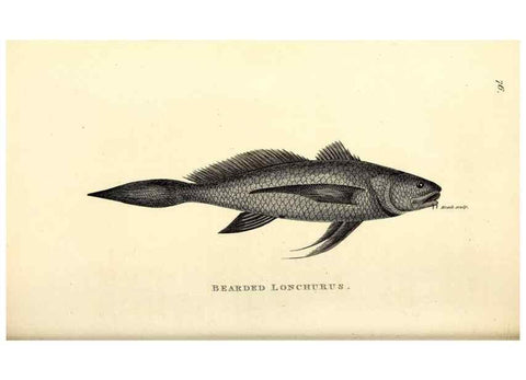 Reproducción/Reproduction 49826981652: General zoology, or Systematic natural history. London,Printed for G. Kearsley,1800-1826.. 