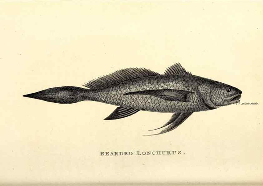 Reproducción/Reproduction 49826981652: General zoology, or Systematic natural history. London,Printed for G. Kearsley,1800-1826.. 