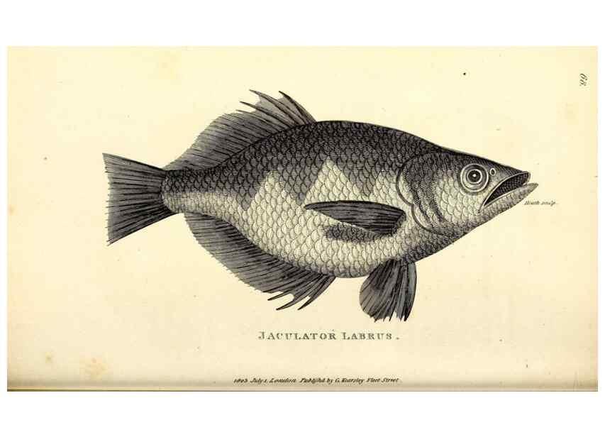 Reproducción/Reproduction 49826131373: General zoology, or Systematic natural history. London,Printed for G. Kearsley,1800-1826.. 