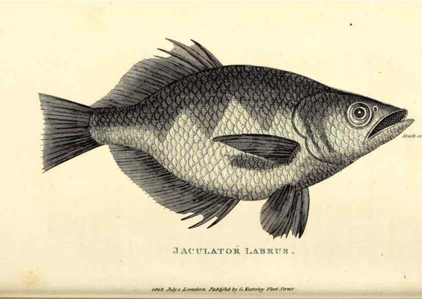 Reproducción/Reproduction 49826131373: General zoology, or Systematic natural history. London,Printed for G. Kearsley,1800-1826.. 