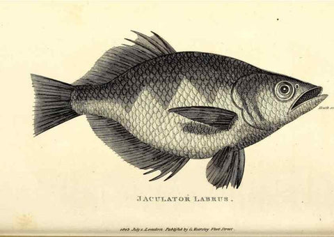 Reproducción/Reproduction 49826131373: General zoology, or Systematic natural history. London,Printed for G. Kearsley,1800-1826.. 