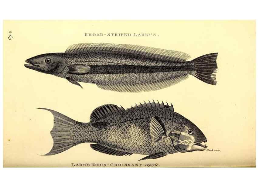 Reproducción/Reproduction 49826131993: General zoology, or Systematic natural history. London,Printed for G. Kearsley,1800-1826.. 