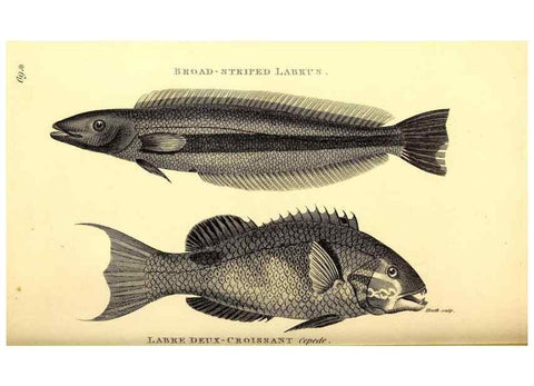 Reproducción/Reproduction 49826131993: General zoology, or Systematic natural history. London,Printed for G. Kearsley,1800-1826.. 