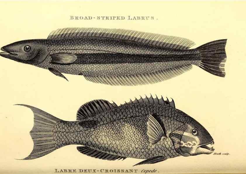 Reproducción/Reproduction 49826131993: General zoology, or Systematic natural history. London,Printed for G. Kearsley,1800-1826.. 