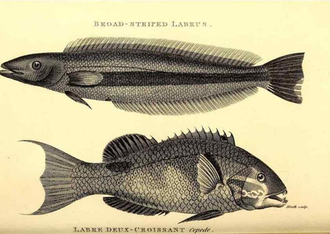 Reproducción/Reproduction 49826131993: General zoology, or Systematic natural history. London,Printed for G. Kearsley,1800-1826.. 