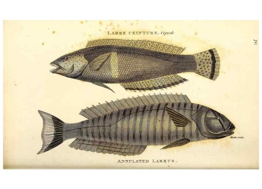 Reproducción/Reproduction 49826979517: General zoology, or Systematic natural history. London,Printed for G. Kearsley,1800-1826.. 