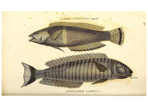 Reproducción/Reproduction 49826979517: General zoology, or Systematic natural history. London,Printed for G. Kearsley,1800-1826.. 