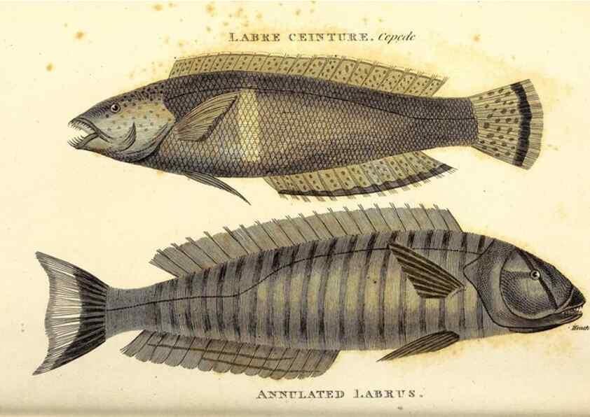 Reproducción/Reproduction 49826979517: General zoology, or Systematic natural history. London,Printed for G. Kearsley,1800-1826.. 
