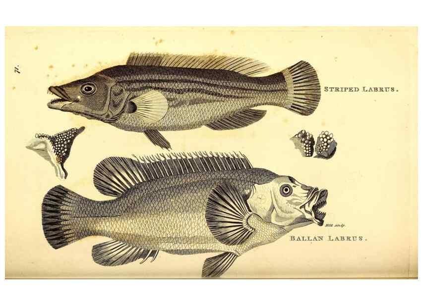 Reproducción/Reproduction 49826665136: General zoology, or Systematic natural history. London,Printed for G. Kearsley,1800-1826.. 