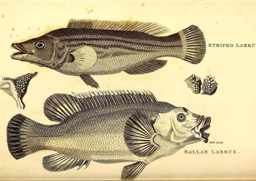 Reproducción/Reproduction 49826665136: General zoology, or Systematic natural history. London,Printed for G. Kearsley,1800-1826.. 